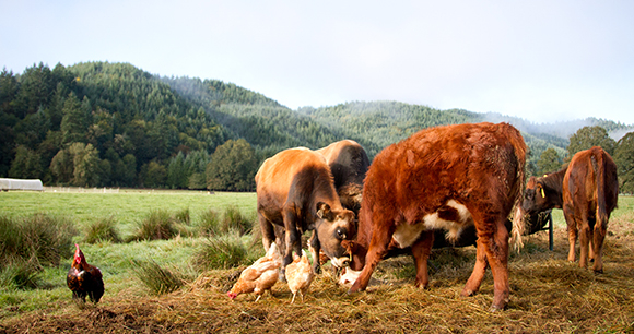 attrezzature agricole professionali EuroAgrix allevamento