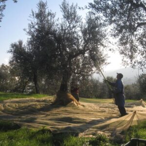 Raccolta olive e frutta